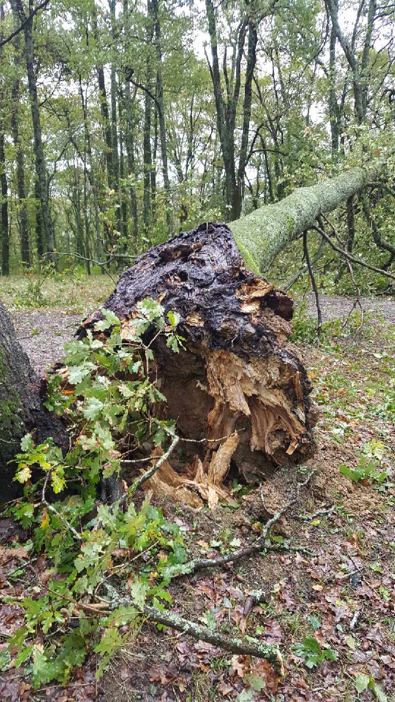 arbre malade